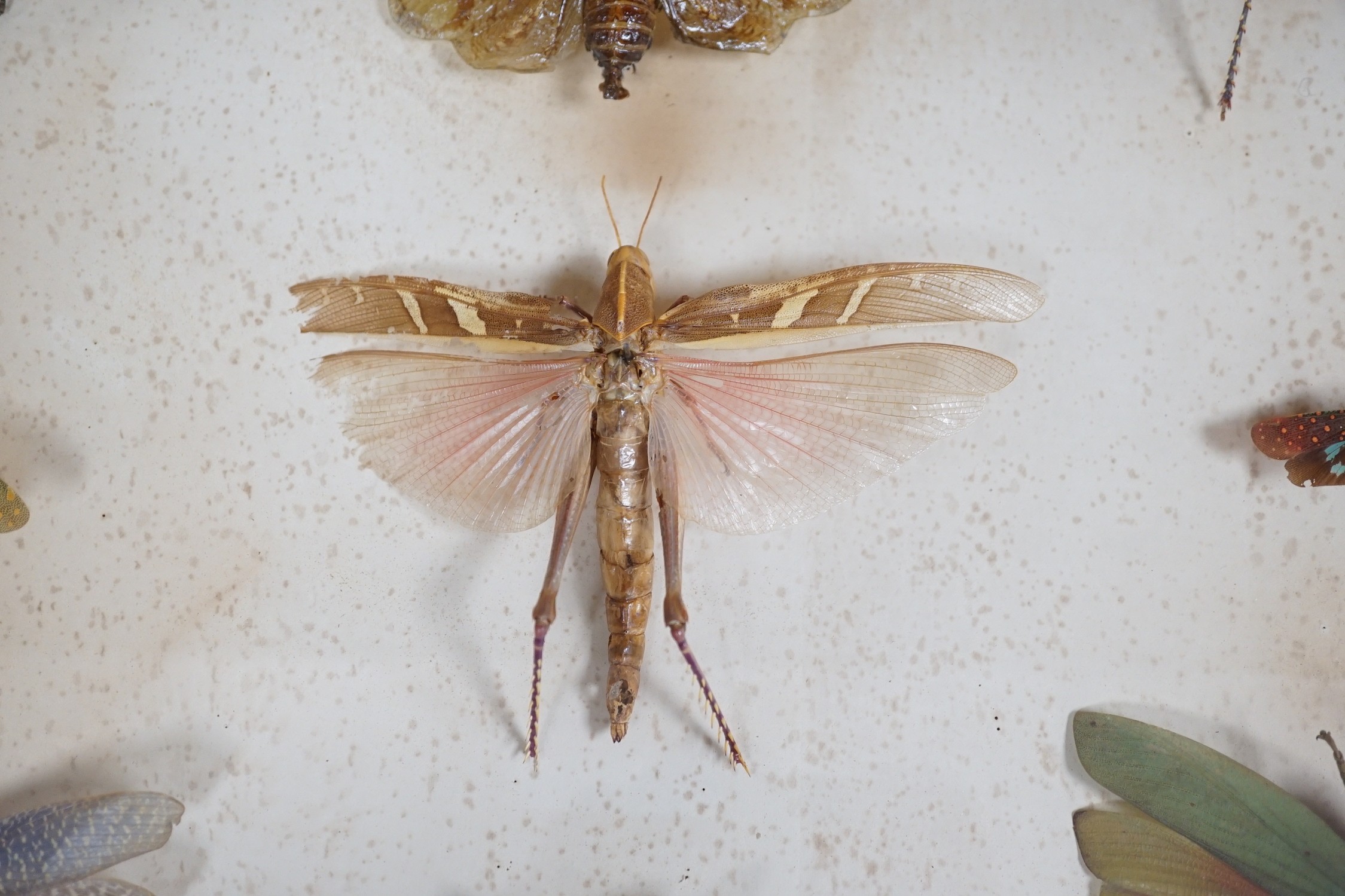 A cased group of taxidermic flying insects